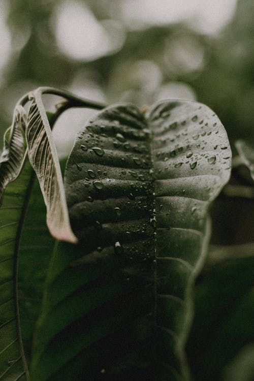 Fotobanka s bezplatnými fotkami na tému farba, kvapôčky vody, list