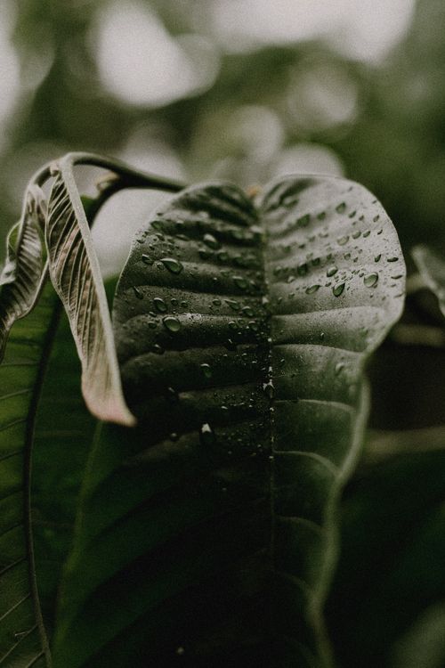Free Close-up of a large green leaf with water droplets, showcasing natural freshness. Stock Photo
