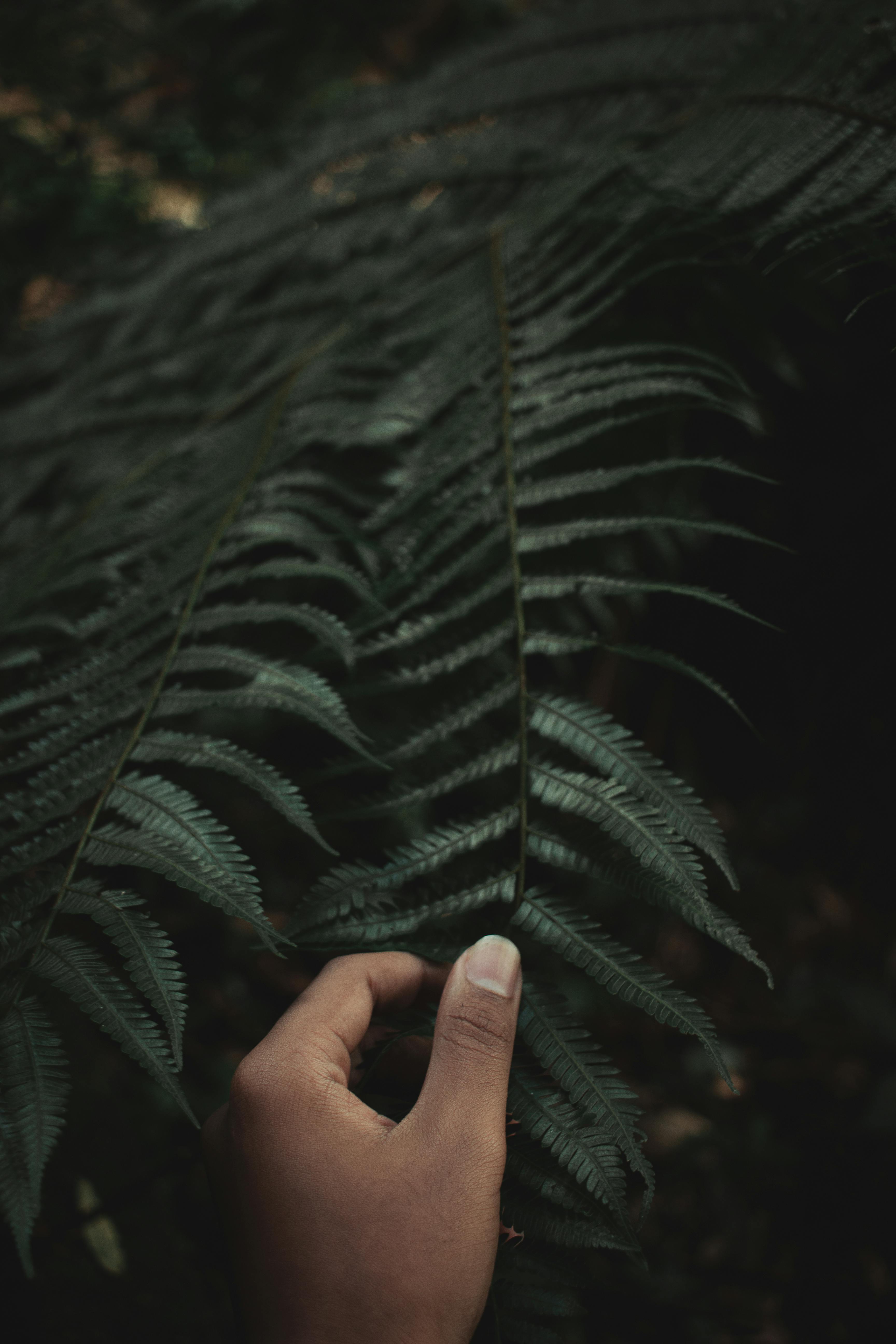 A mysterious hand gently brushes against a lush green fern leaf in a dark natural setting.