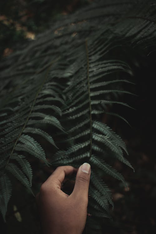 Person Holding Fern Plant