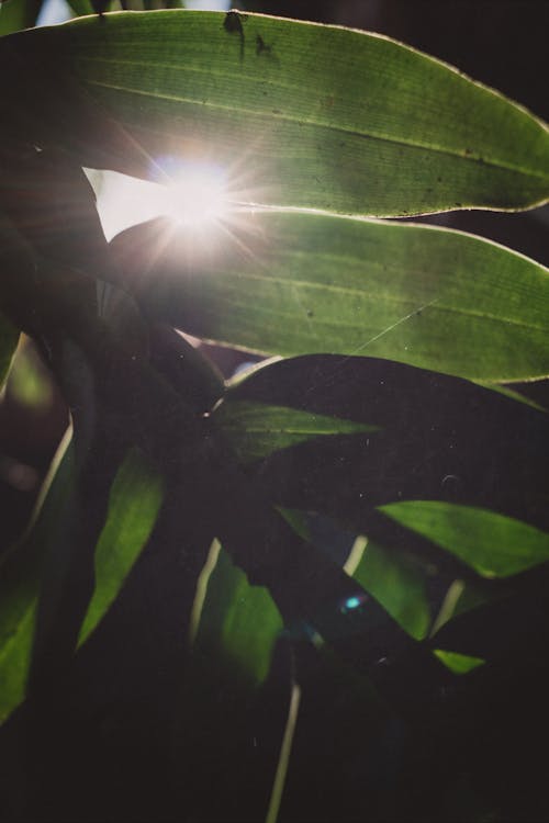 Darmowe zdjęcie z galerii z roślina, światło słoneczne