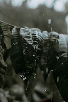 特写镜头捕捉到了被雨水浸湿的热带树叶，展现了大自然之美的本质