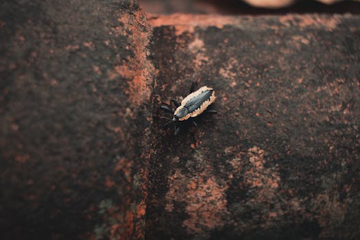 甲虫饱经风霜的铁锈色表面特写镜头