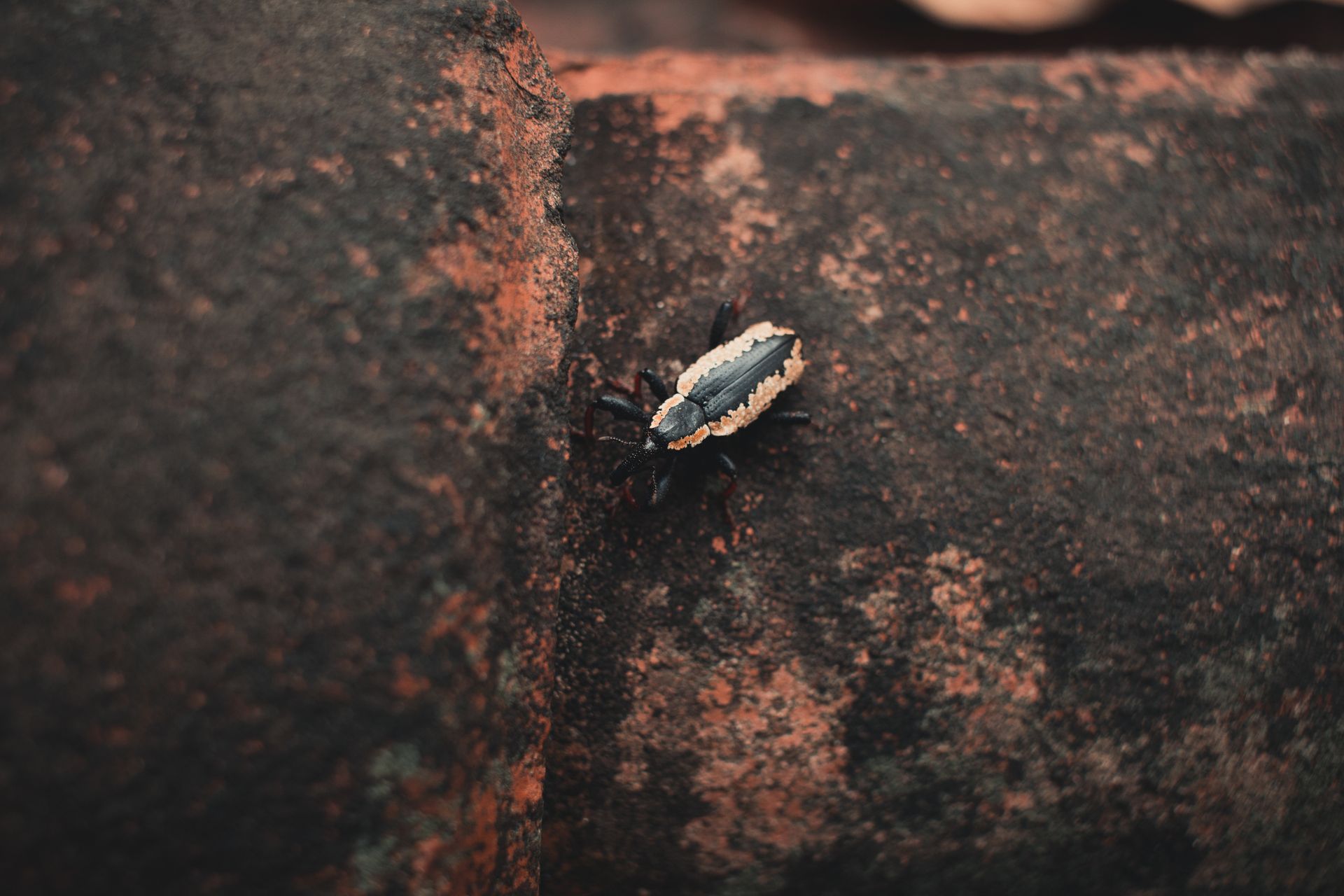 Detailed macro shot of a beetle on a weathered, rust-colored surface.