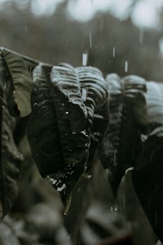 深绿色树叶与雨滴的特写捕捉了自然的宁静氛围，喜怒无常