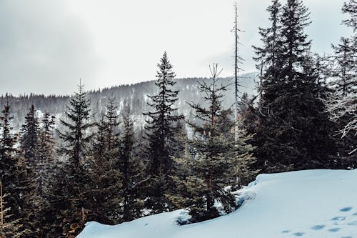 Základová fotografie zdarma na téma Alpy, čerstvý, cestování