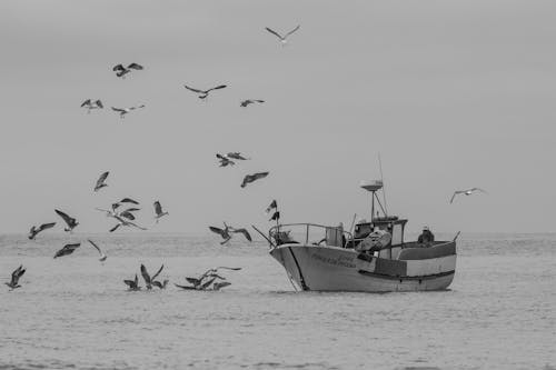 Darmowe zdjęcie z galerii z czarno-biały, kuter rybacki, latanie