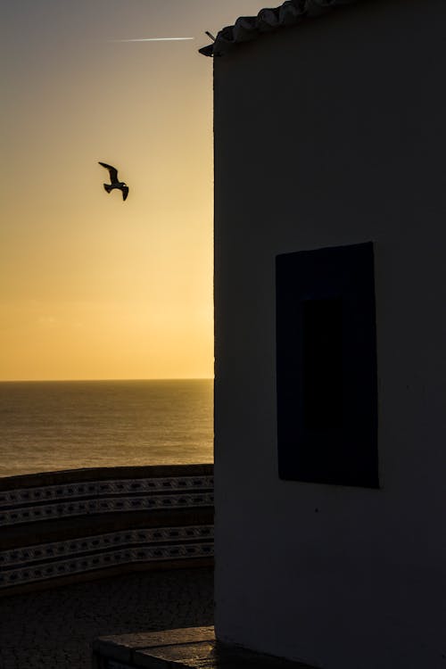 Seagull Flying near Building on Sea Shore at Sunset