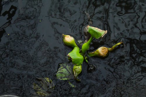 Základová fotografie zdarma na téma nad vodou