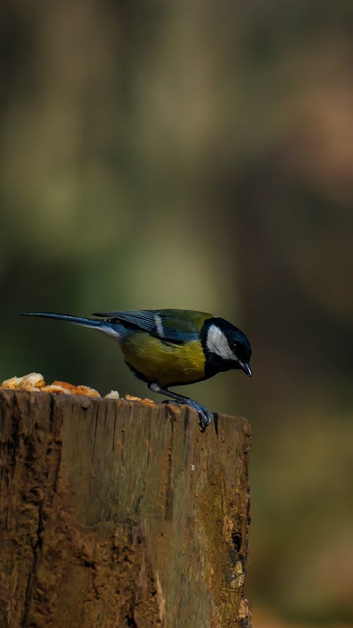 ağaç gövdesi, bird, büyük baştankara içeren Ücretsiz stok fotoğraf