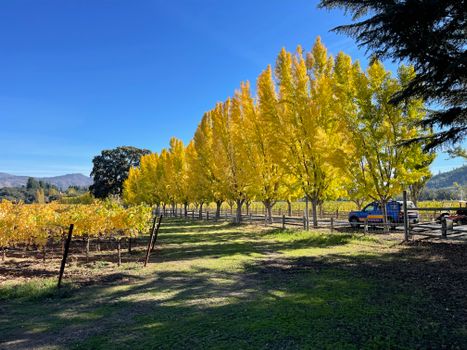 Jack London State Park near Sonoma
