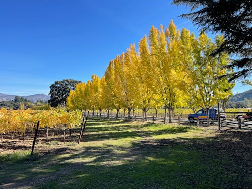 Free Autumn Trees in Countryside in Autumn Stock Photo