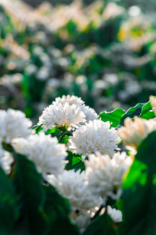 A close up of white flowers in a field