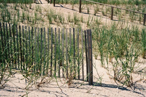 木, 植物, 海灘 的 免費圖庫相片
