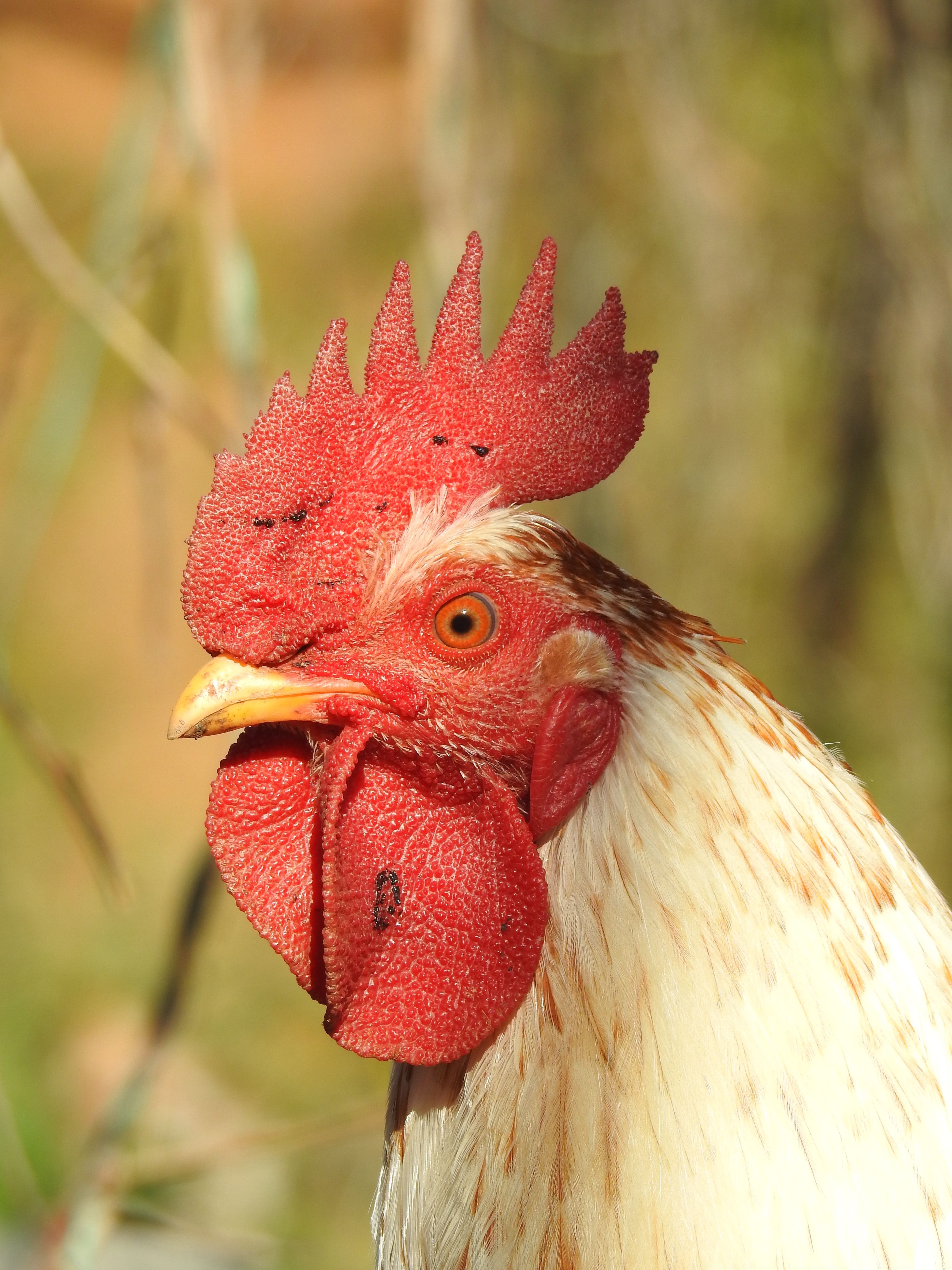 Portrait of Rooster · Free Stock Photo