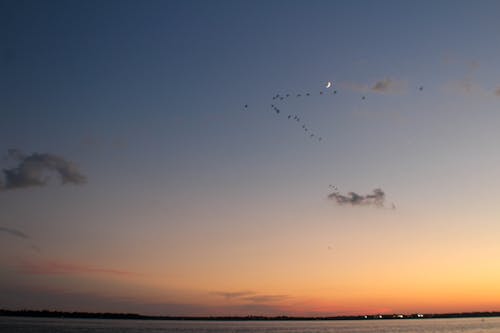 Gratis arkivbilde med brygge, charleston, folly beach