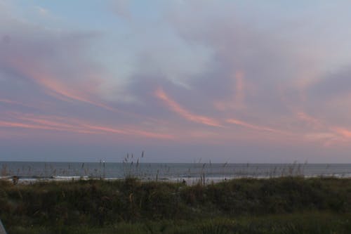 Foto stok gratis alang-alang, awan merah muda, charleston