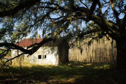 Ảnh lưu trữ miễn phí về cây cọ, cây sồi thiên thần, charleston