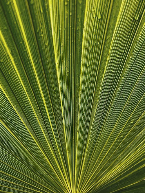 Immagine gratuita di acqua, agave, esotico