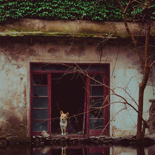 A Dog Standing in an Abandoned Building 