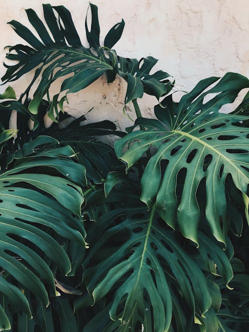 Close-up of Large Monstera Leaves 
