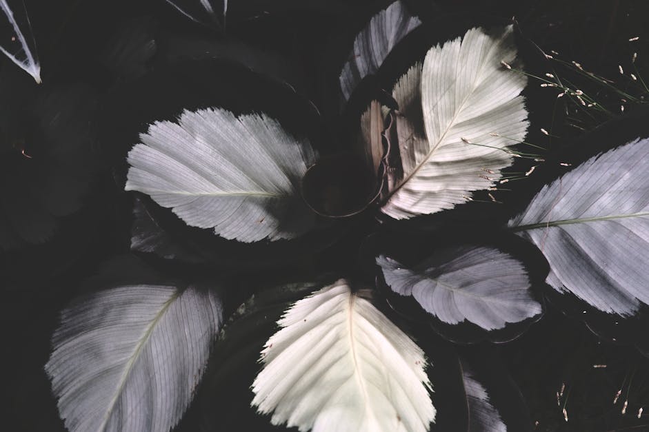 White and Grey Leaves · Free Stock Photo
