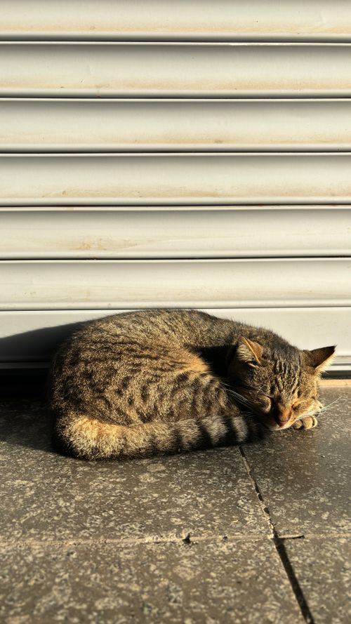 Free A tabby cat peacefully naps on a sunlit pavement in Istanbul, Turkey. Stock Photo