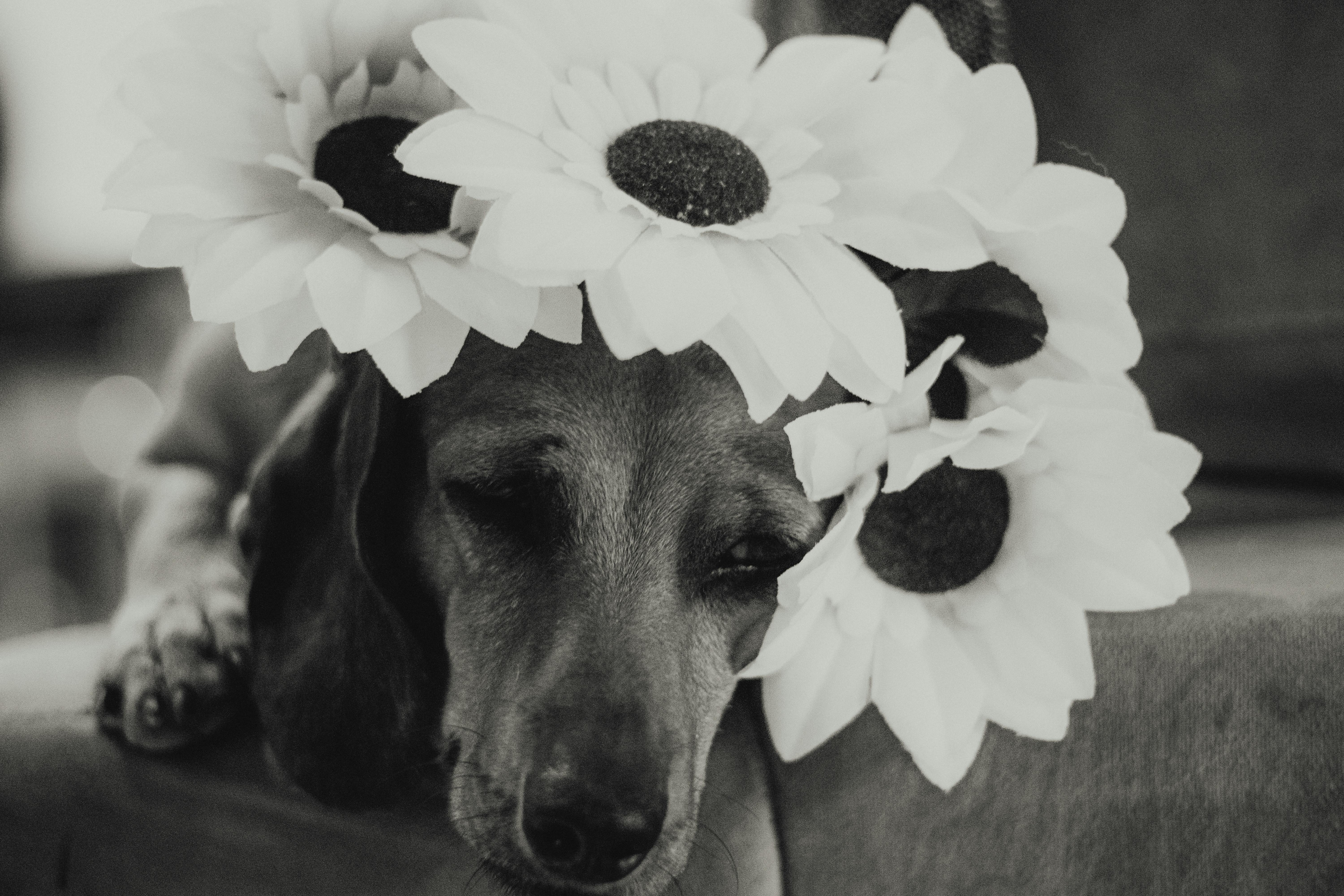 Customer Ashley with dog Daisy