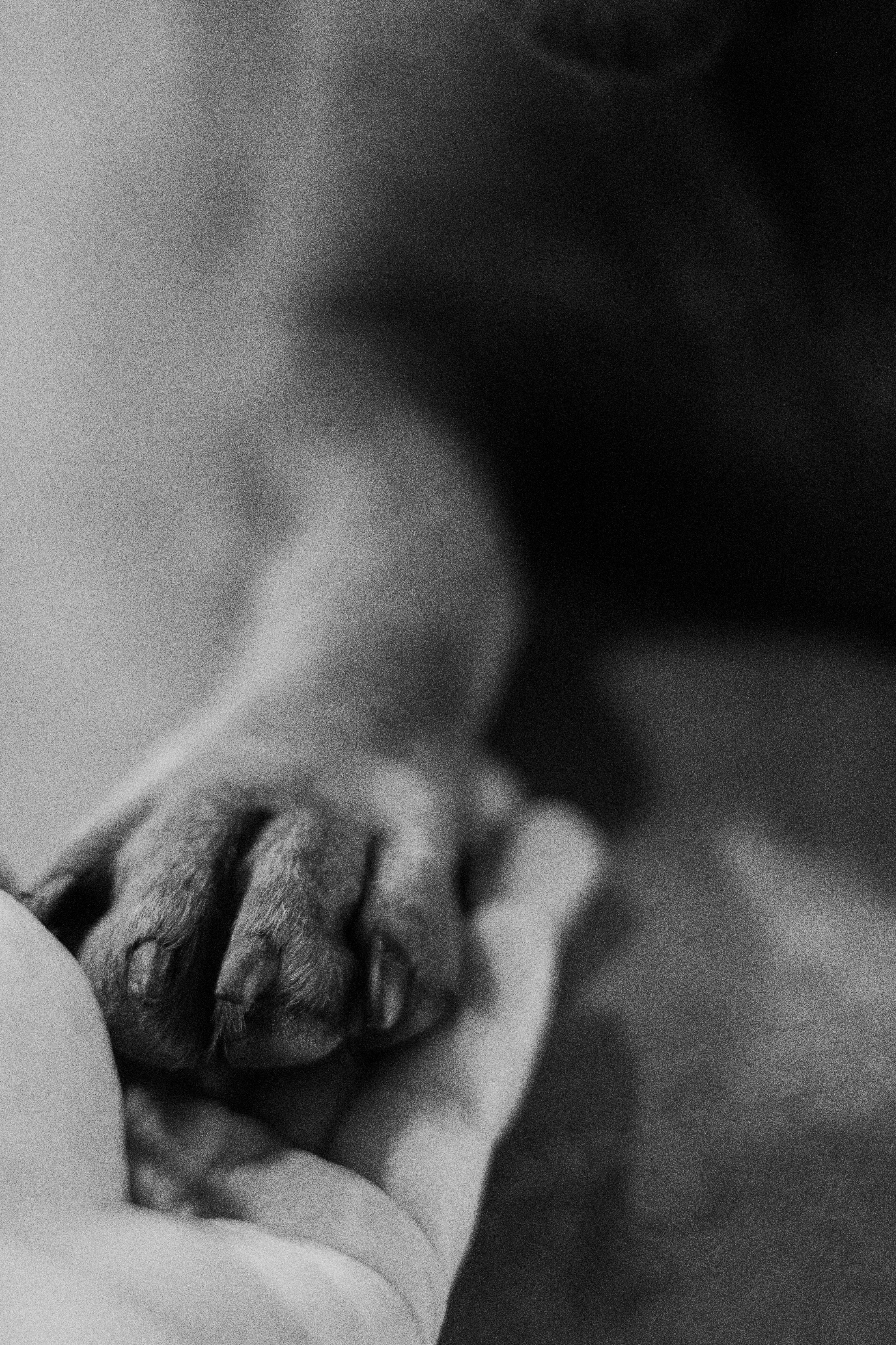 Close-up of a Human Hand Holding a Dogs Paw · Free Stock Photo