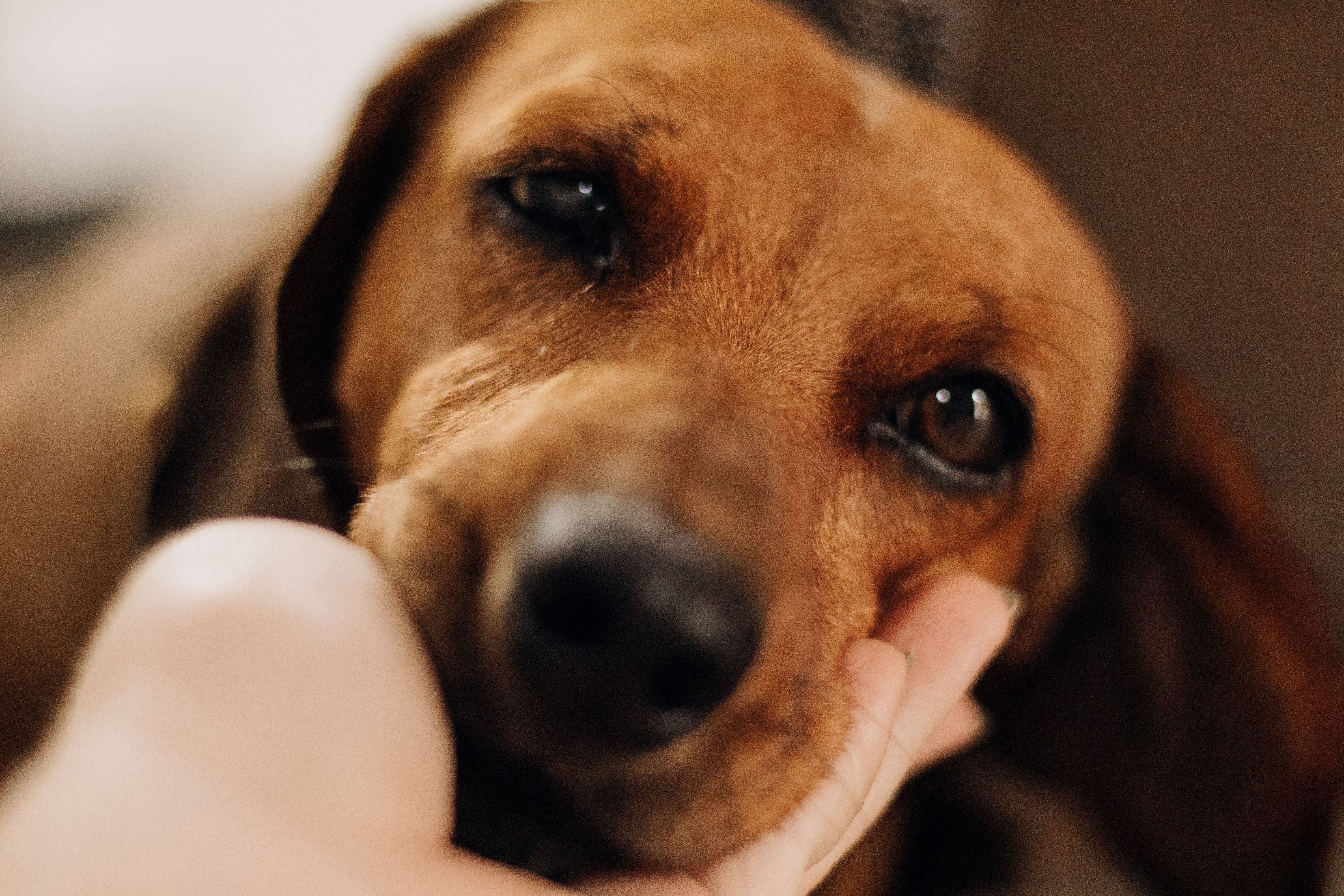 Is pet insurance worth it? - News — Photo by juliane Monari on Pexels