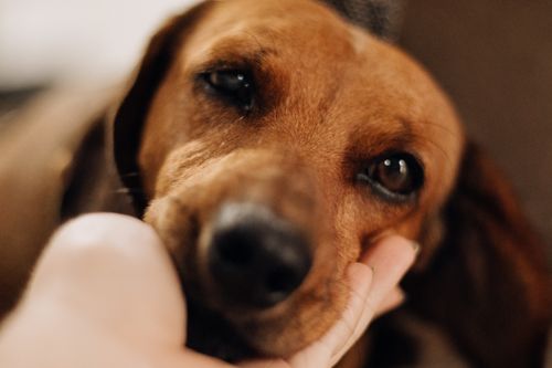 Free A close-up shot of a relaxed dog being gently touched by a human hand. Stock Photo