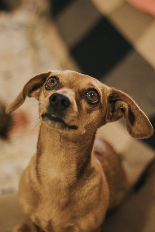 Gratis lagerfoto af brun hund, dyrefotografering, hjemlig