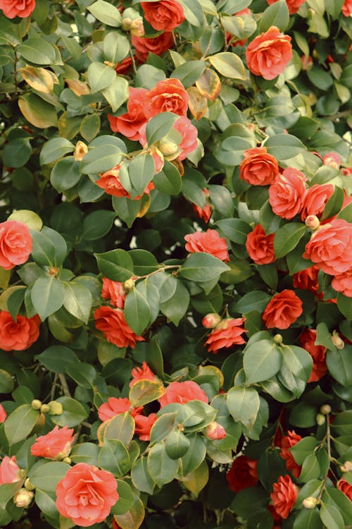 관목, 꽃, 빨간의 무료 스톡 사진