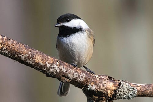 Black-capped Chickadee in Nature