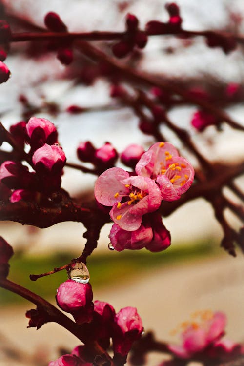 A close up of a pink flower branch with water droplets