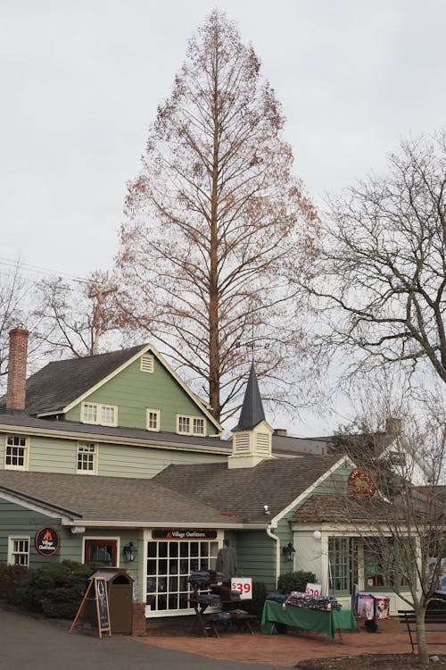 Tree over House in Village
