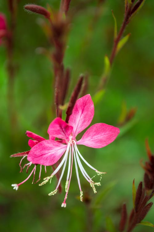 Foto stok gratis bunga merah jambu, bunga yang indah