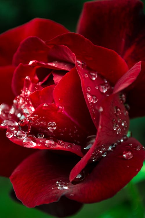 ローズ, 赤いバラの無料の写真素材