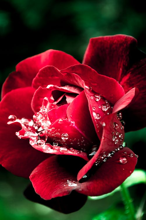 Free stock photo of red rose, rose Stock Photo
