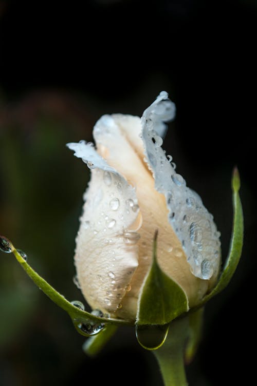 Foto stok gratis bunga yang indah, mawar, mawar putih