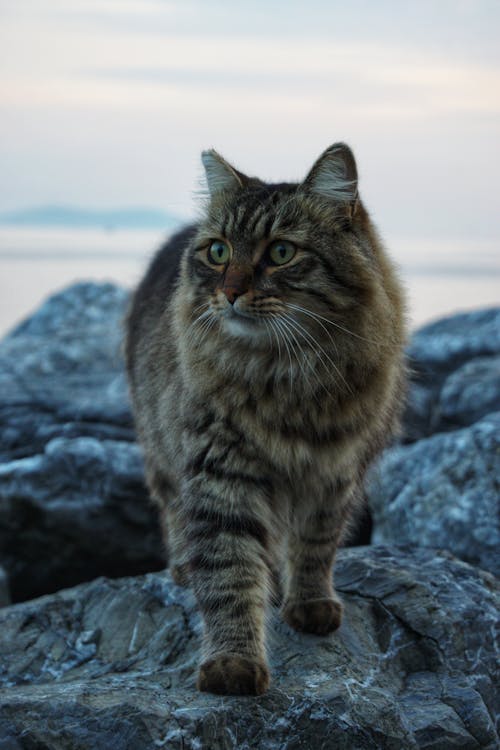 A cat is standing on some rocks