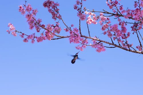 Základová fotografie zdarma na téma campos do jordao, kolibřík, květ třešně