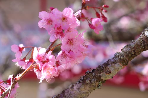 Základová fotografie zdarma na téma campos do jordao, květ třešně, sakura