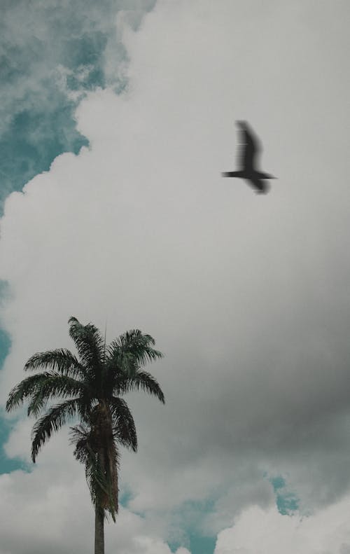 Bird Flying Above Green Tree