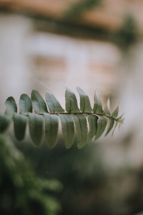 Shallow Focus Photo of Green Leaf