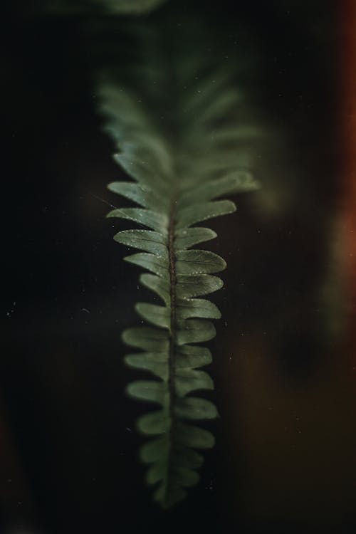 Shallow Focus Photo Of Green Leaf