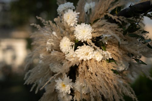 Fotos de stock gratuitas de blanco, de cerca, decoración