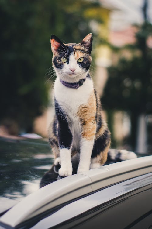 坐在车顶上的猫