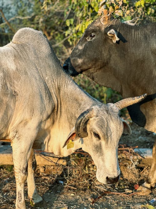 Kostenloses Stock Foto zu außerorts, hörner, kühe