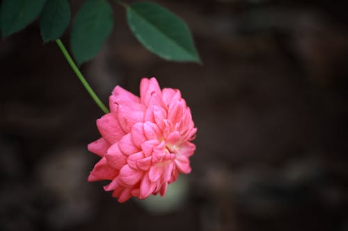 Foto profissional grátis de cor-de-rosa, dália, flor
